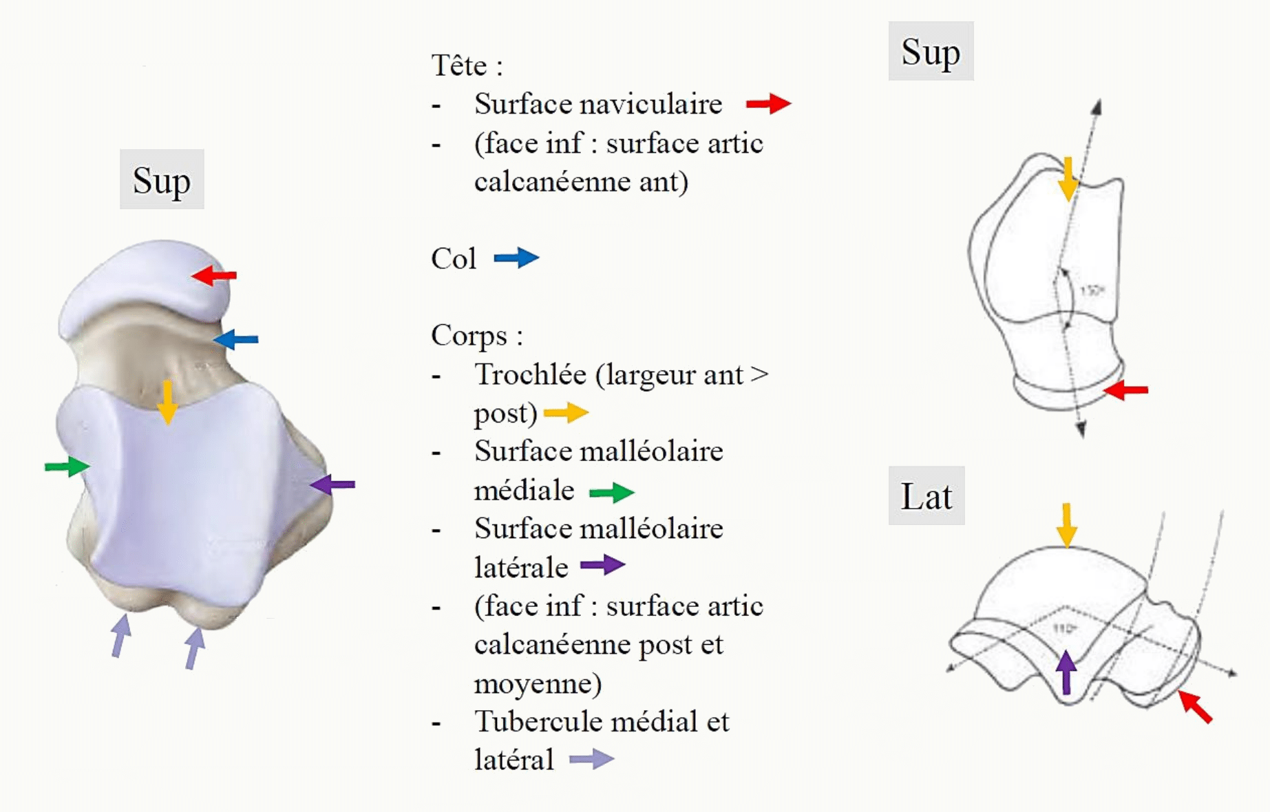 Talus en vues supérieure et latérale : trochlée talaire, facettes malléolaires, col dévié de 150° et tête