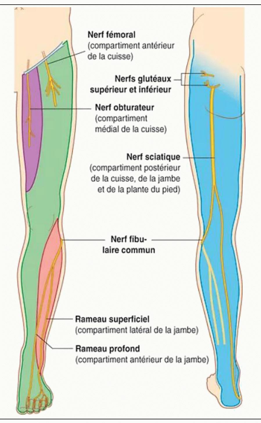 Territoires moteurs du membre inférieur : chaque compartiment musculaire rapporté à son nerf