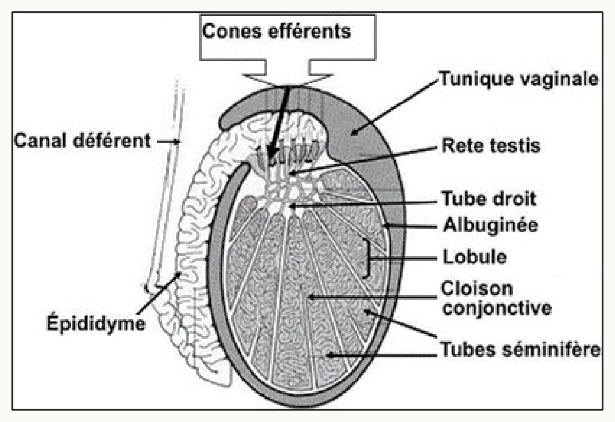 Testicule : lobules, tubes séminifères, rete testis et épididyme