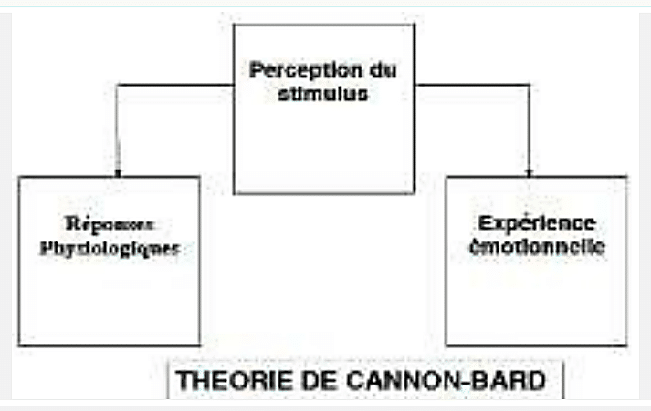 Schéma en flèches : Perception du stimulus se divisant simultanément vers Réponses physiologiques et Expérience émotionnelle. Titre « Théorie de Cannon-Bard »