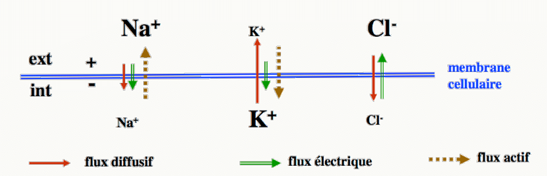 Modèle de Hodgkin-Huxley : flux diffusifs, électriques et actifs de Na⁺, K⁺ et Cl⁻ à travers la membrane au repos.