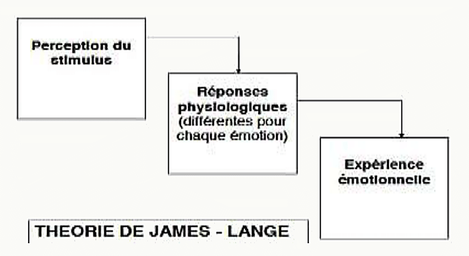 Schéma en flèches : Perception du stimulus → Réponses physiologiques (différentes pour chaque émotion) → Expérience émotionnelle. Titre « Théorie de James-Lange »