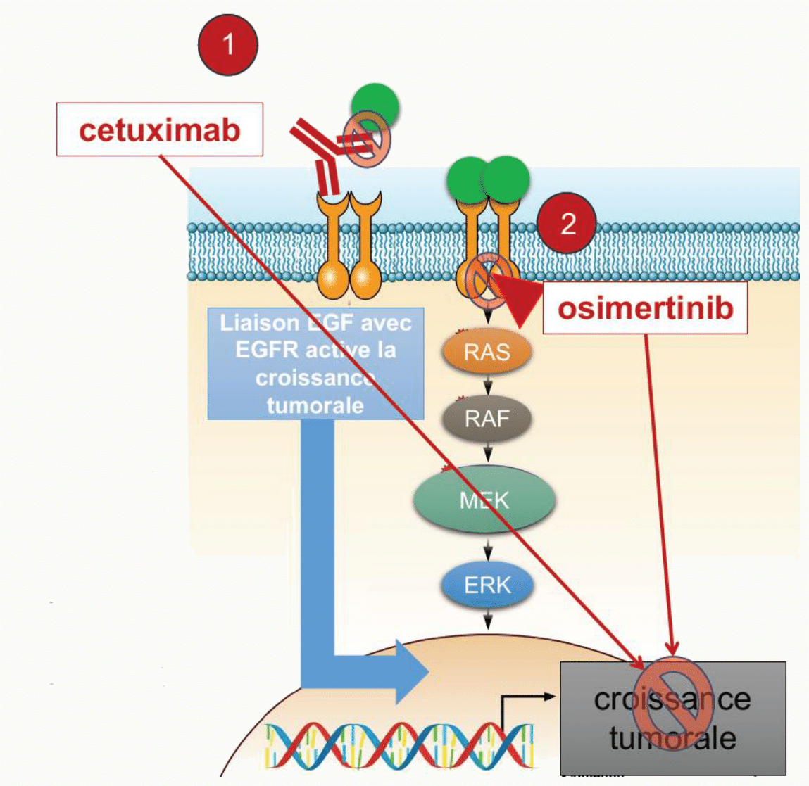 Thérapies ciblées cetuximab osimertinib EGFR signalisation