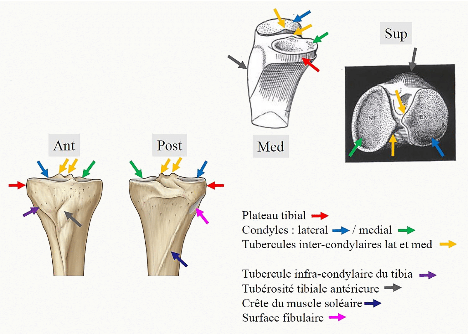 Épiphyse proximale du tibia : plateau tibial, condyles, tubercules intercondylaires, tubérosité tibiale antérieure et surface fibulaire