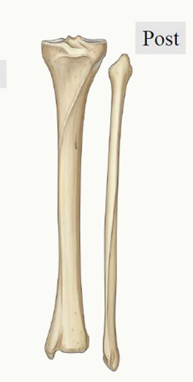 Tibia et fibula en vues antérieure et postérieure : membrane interosseuse et articulations tibio-fibulaires