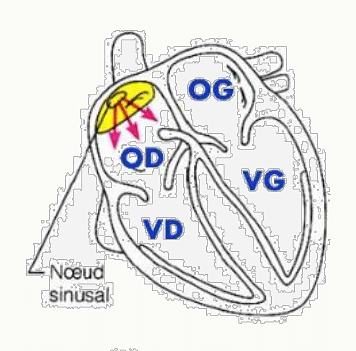 Anatomie du tissu nodal cardiaque : nœud sinusal, nœud auriculo-ventriculaire, faisceau de His et branches, dans un cœur à 4 cavités.