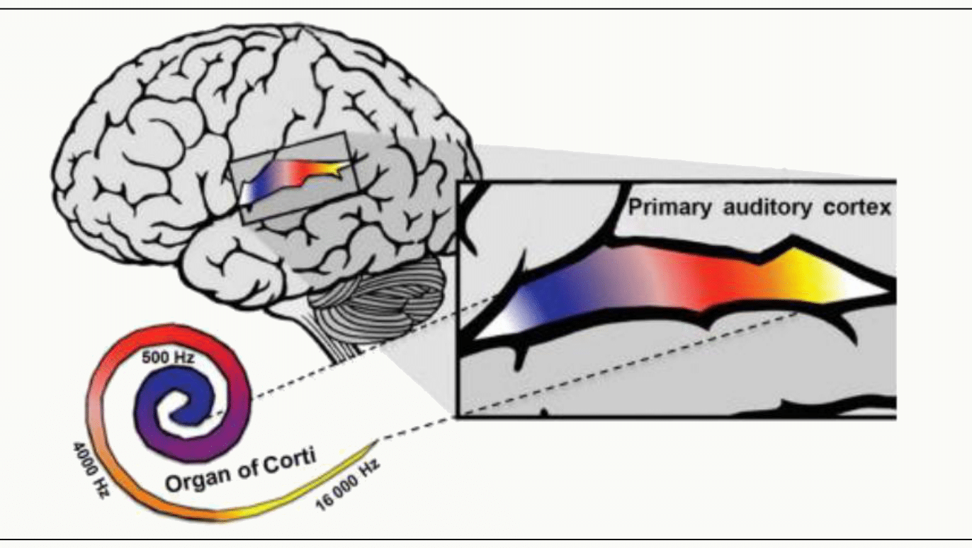 Représentation tonotopique du cortex auditif et de la cochlée.