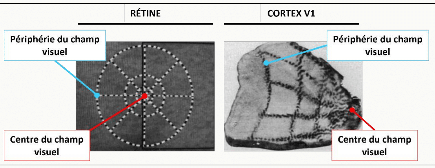 Correspondance topographique entre la rétine et le cortex visuel primaire V1.