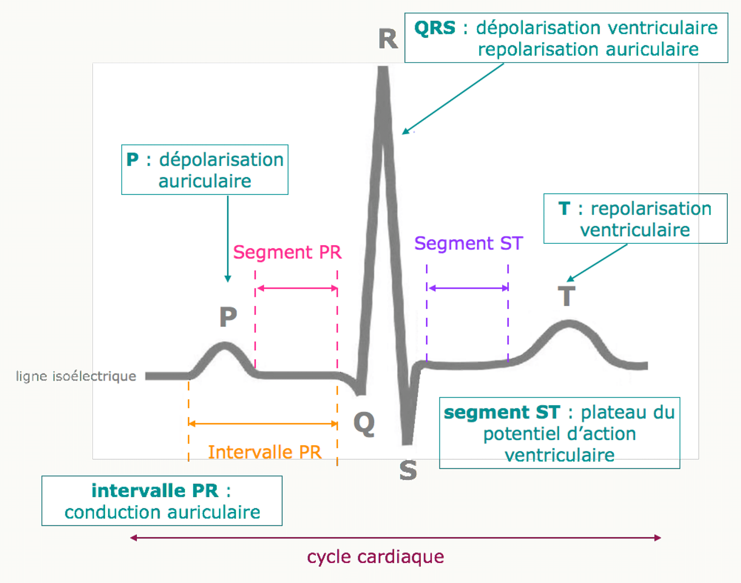 Cycle ECG complet : onde P, complexe QRS, onde T avec intervalles PR, ST et cycle cardiaque.