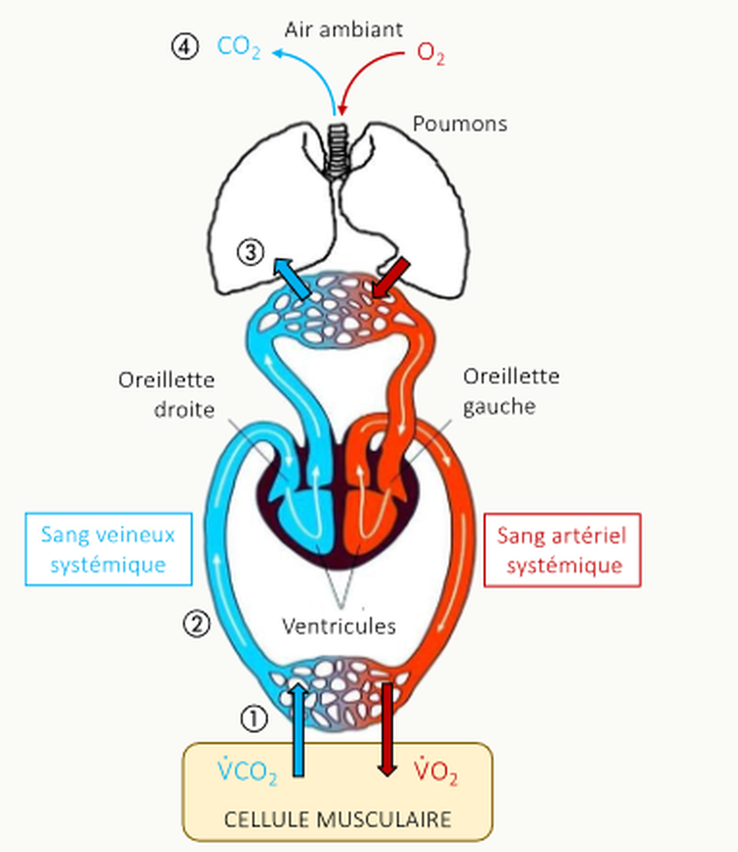 Schéma anatomique vertical du système cardio-respiratoire montrant les 4 étapes du trajet du CO₂ produit par la cellule musculaire vers l'air ambiant : ① diffusion muscle → sang, ② transport par convection dans le sang veineux systémique vers les cavités droites, ③ diffusion capillaires pulmonaires → alvéoles, ④ élimination du CO₂ par la ventilation.
