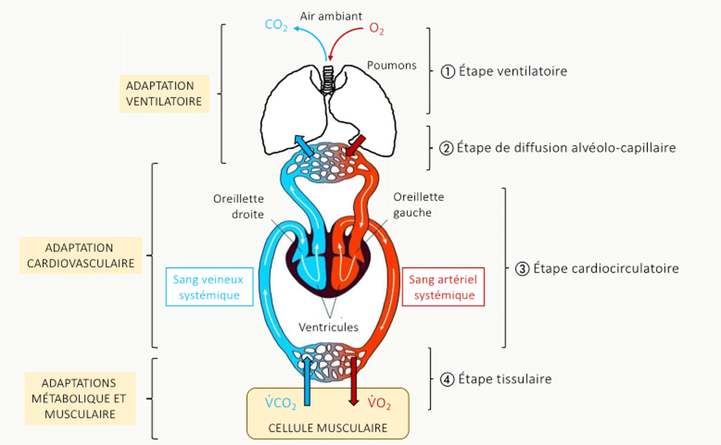 Schéma anatomique du système cardio-respiratoire montrant les 4 étapes du trajet de l'O₂ de l'air ambiant aux muscles, avec les zones d'adaptation associées : ① étape ventilatoire (poumons, adaptation ventilatoire), ② étape de diffusion alvéolo-capillaire, ③ étape cardiocirculatoire (adaptation cardiovasculaire, oreillettes, ventricules, sang veineux et artériel systémiques), ④ étape tissulaire (adaptations métabolique et musculaire) au niveau de la cellule musculaire, avec V̇O₂ et V̇CO₂.