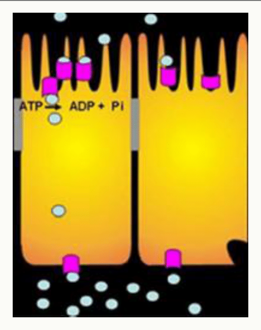 Pompe ATPase membranaire transportant des ions