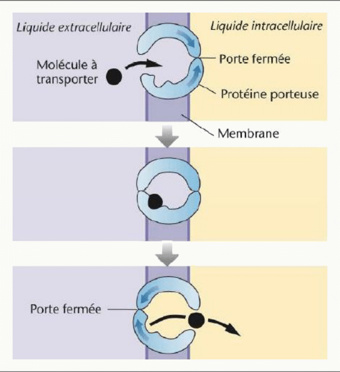 Transport actif par protéine porteuse à changement de conformation