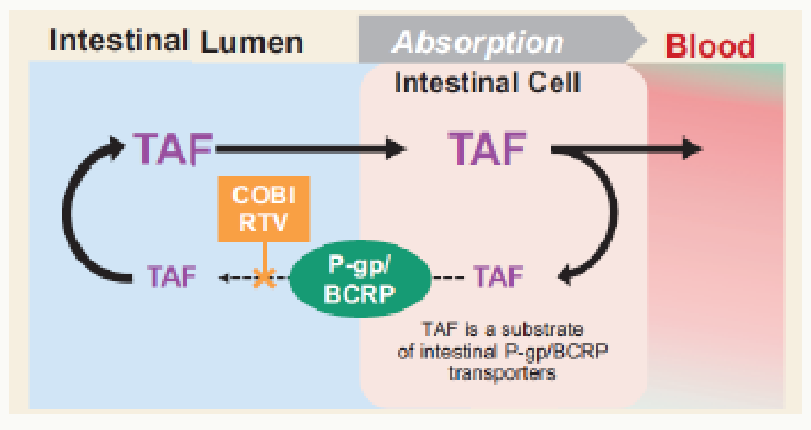 Transport intestinal TAF via P-gp et BCRP, bloqué par cobicistat