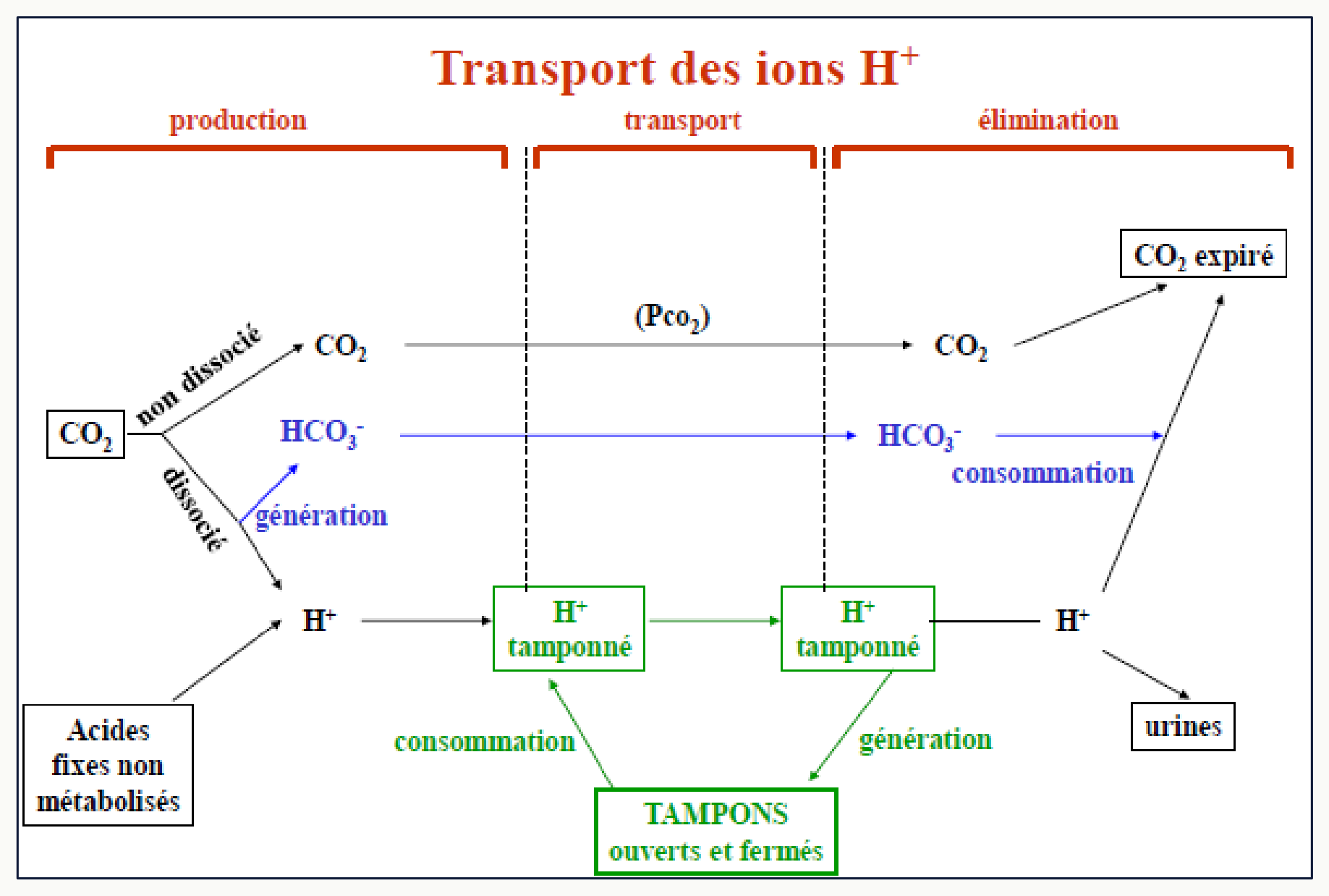 Détail moléculaire de la cellule tubulaire rénale avec transport de H+ vers la lumière, cotransport Na+/H+, sécrétion de CO2, réabsorption de HCO3− vers le plasma