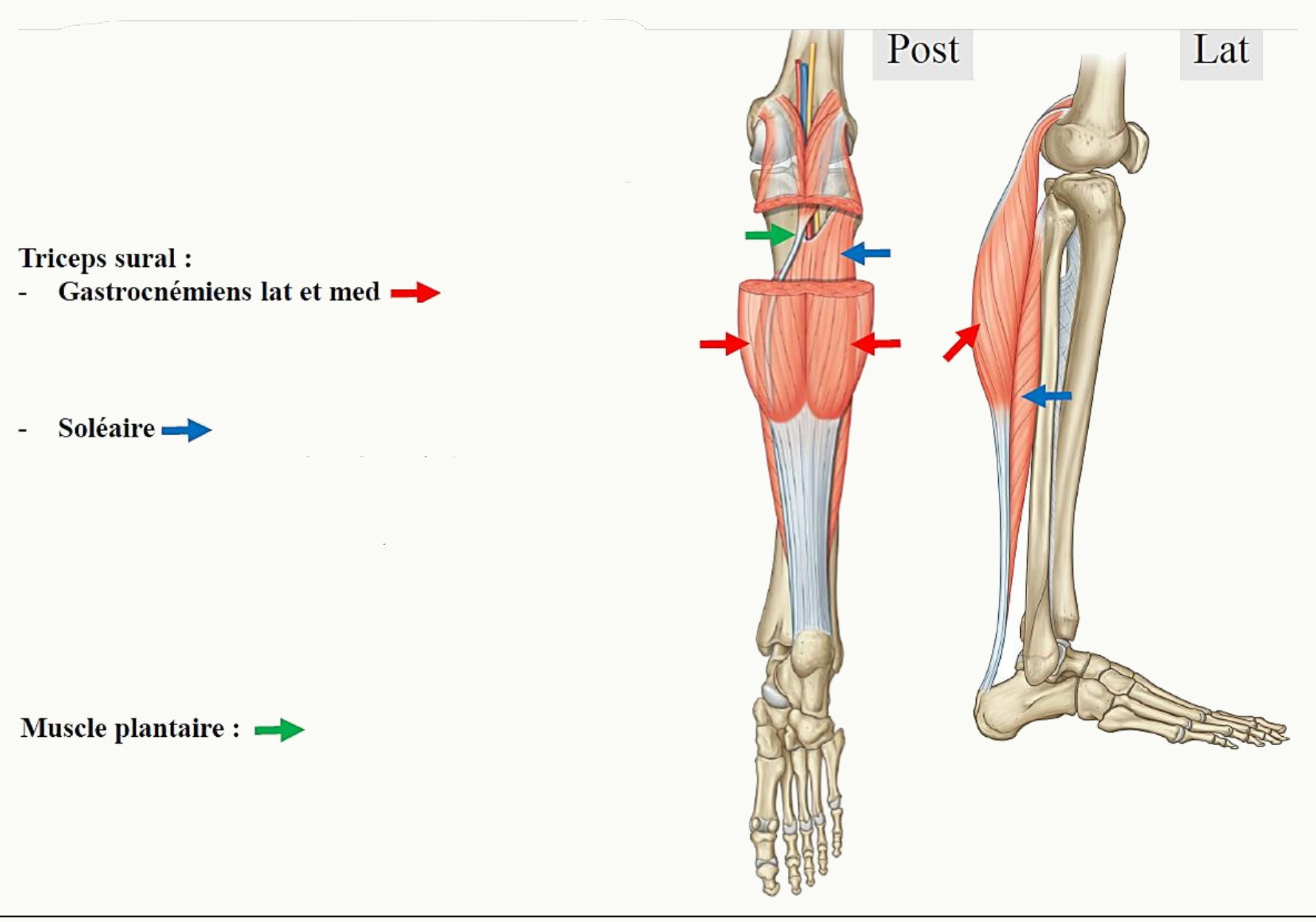 Plan postérieur superficiel de la jambe : triceps sural formé des deux gastrocnémiens, du soléaire et du muscle plantaire