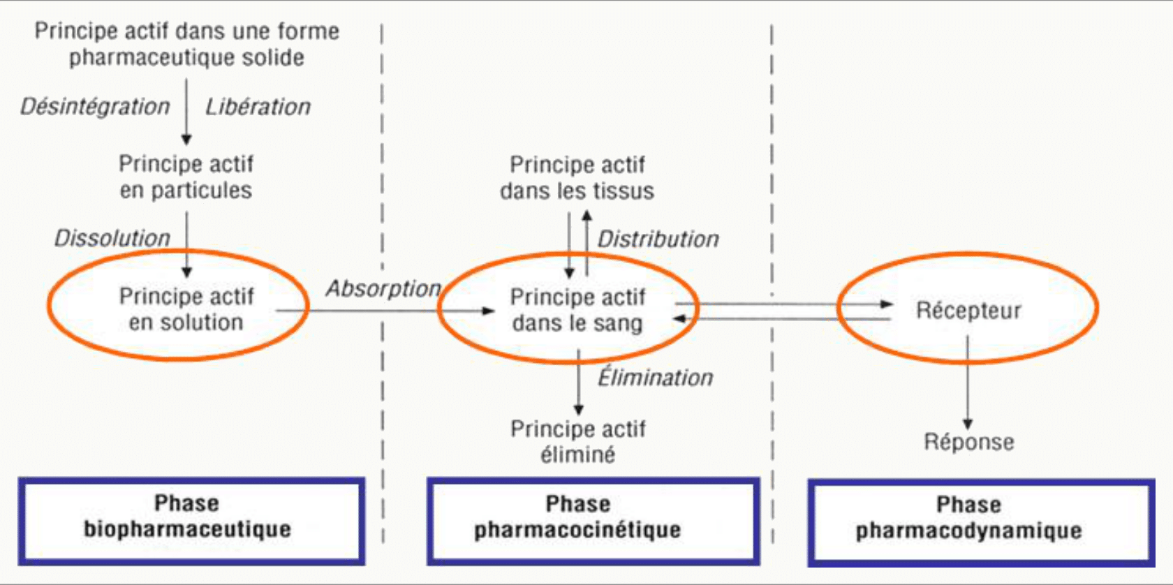 Trois phases biopharmaceutique, pharmacocinétique, pharmacodynamique