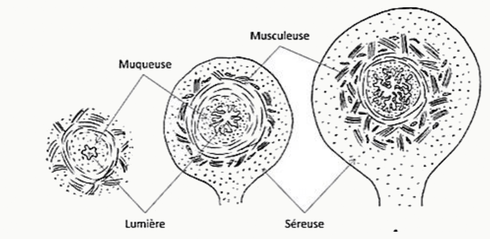 Trompe utérine : coupes histologiques comparées aux trois niveaux (pavillon, ampoule, isthme)