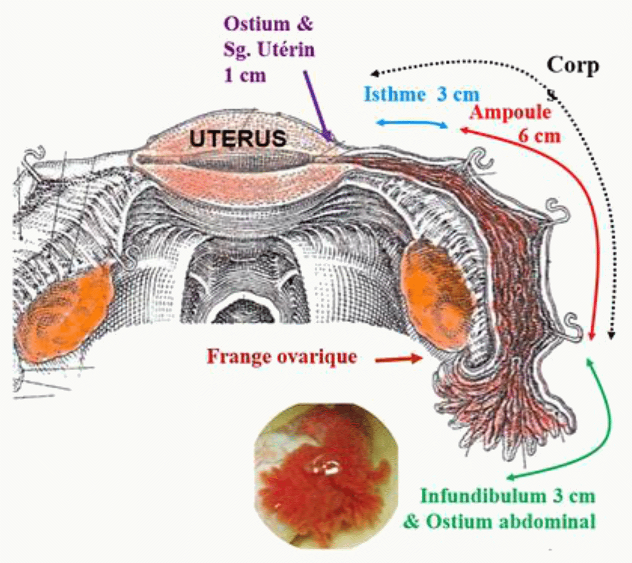 Trompe utérine et ses segments : ostium et segment utérin, isthme de 3 cm, ampoule de 6 cm, infundibulum et frange ovarique