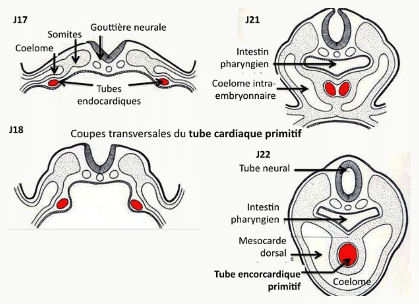 Tube cardiaque primitif et coupes transversales de l'embryon