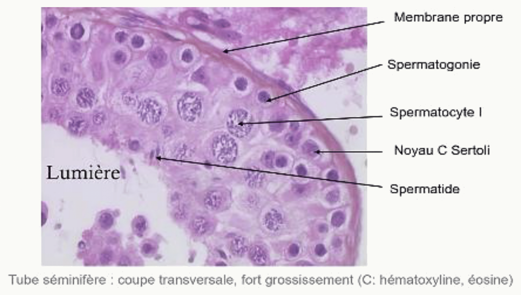 Tube séminifère en coupe transversale (histologie)