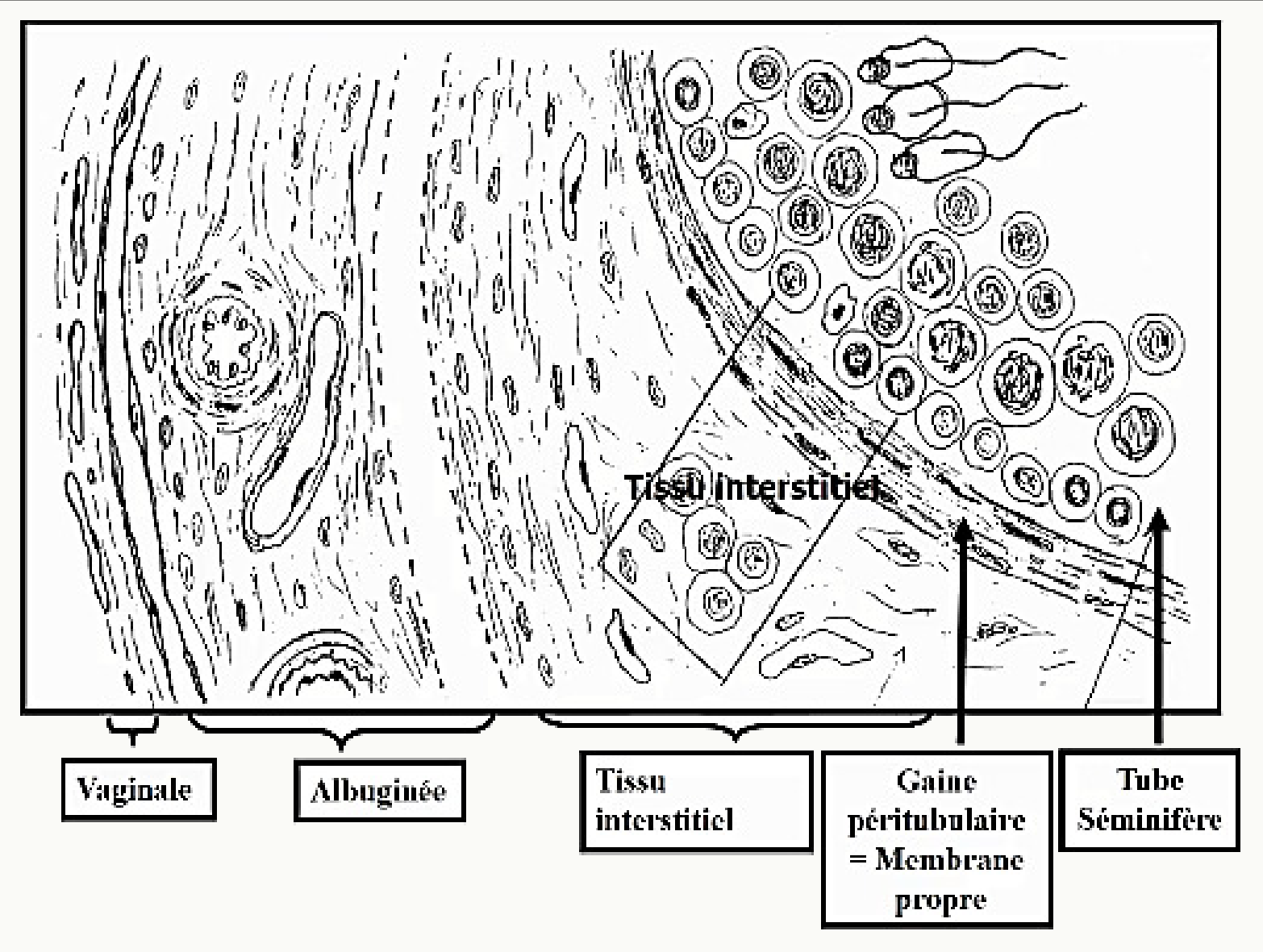 Tube séminifère et tissu interstitiel (histologie)
