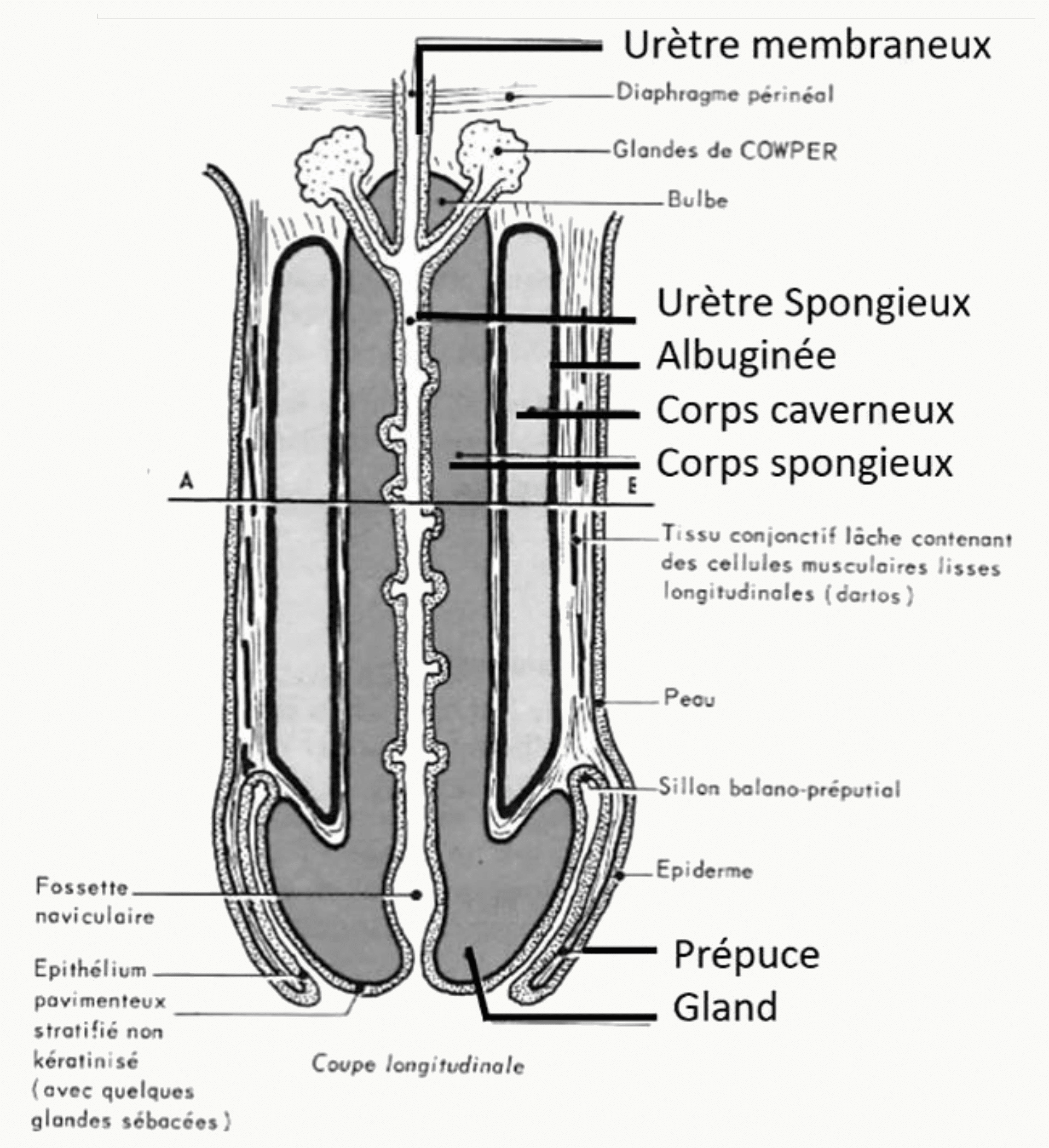 Urètre, corps caverneux, corps spongieux et gland