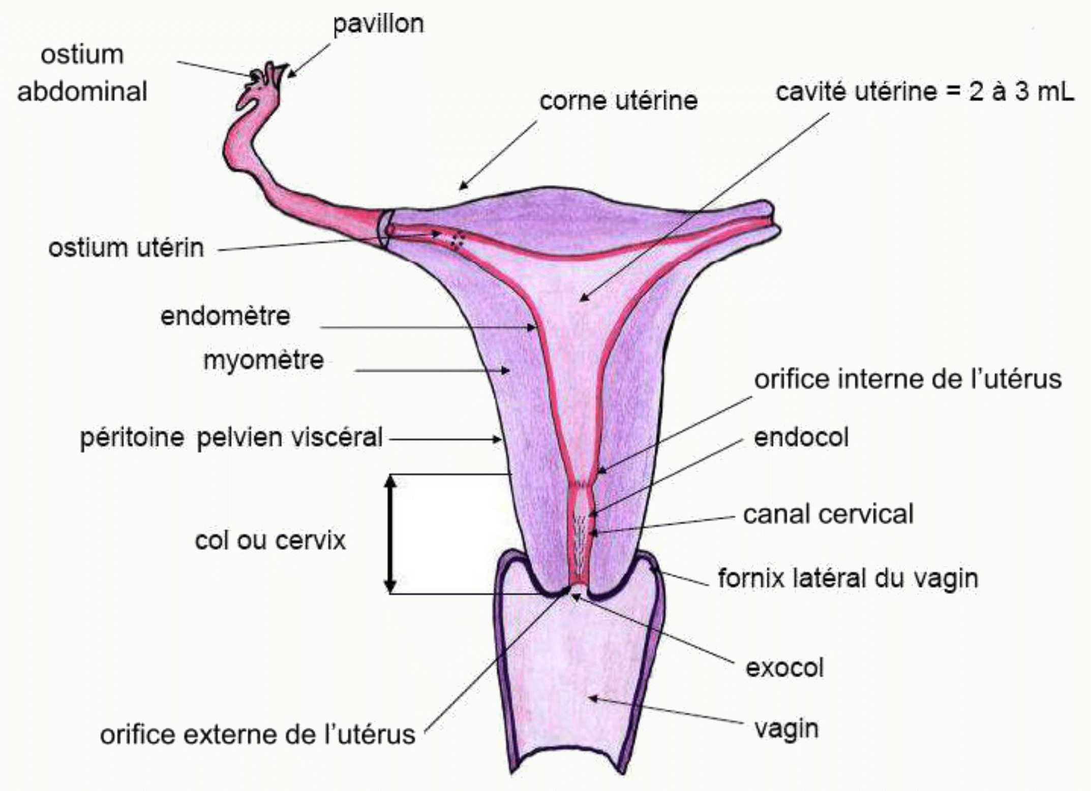 Coupe frontale de l'utérus : endomètre, myomètre, cavité utérine, canal cervical, orifices interne et externe