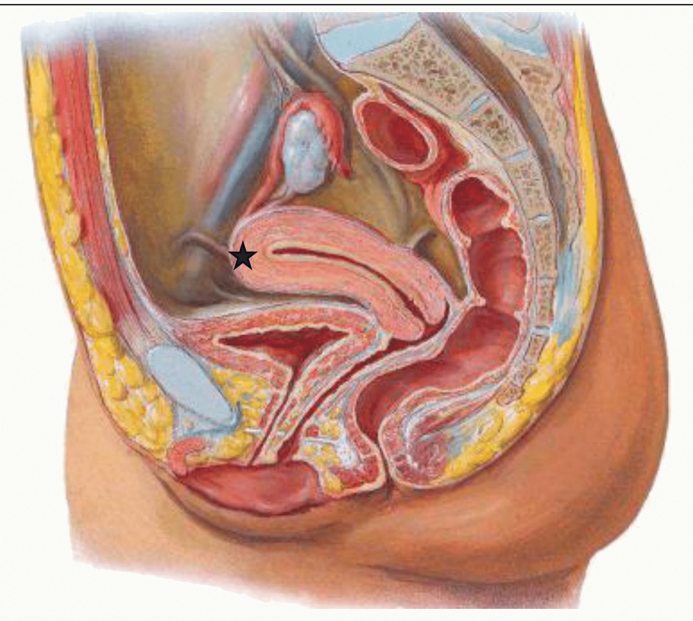 Utérus en place dans le pelvis, antéversé et antéfléchi entre la vessie et le rectum