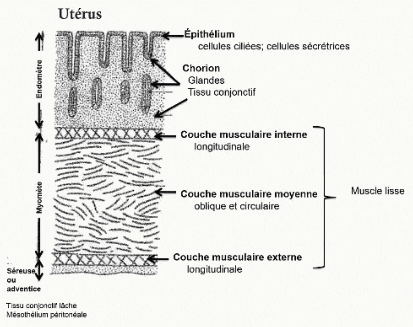 Paroi utérine : endomètre et trois couches musculaires du myomètre