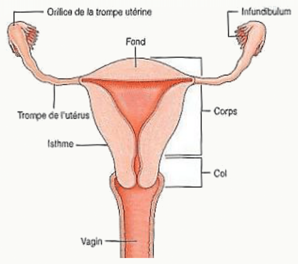 Utérus en vue antérieure : fond, corps, isthme, col, trompes et vagin