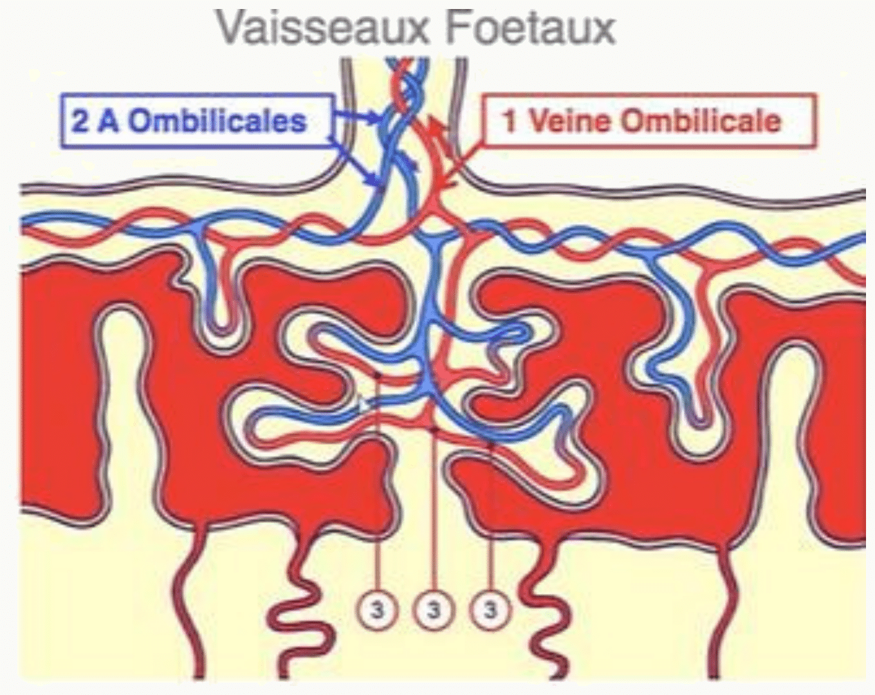 Vaisseaux fœtaux : deux artères et une veine ombilicales