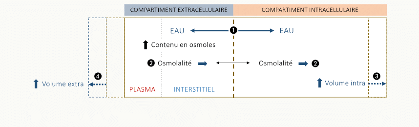 Schéma symétrique du transfert d'eau selon la variation d'osmolalité extracellulaire : une hausse d'osmolalité EC déshydrate la cellule (eau IC → EC), une baisse fait au contraire gonfler la cellule (eau EC → IC), avec ajustement des volumes des deux compartiments