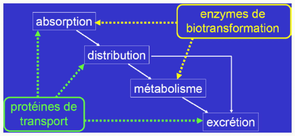 Variations ADME insuffisant rénal ou hépatique
