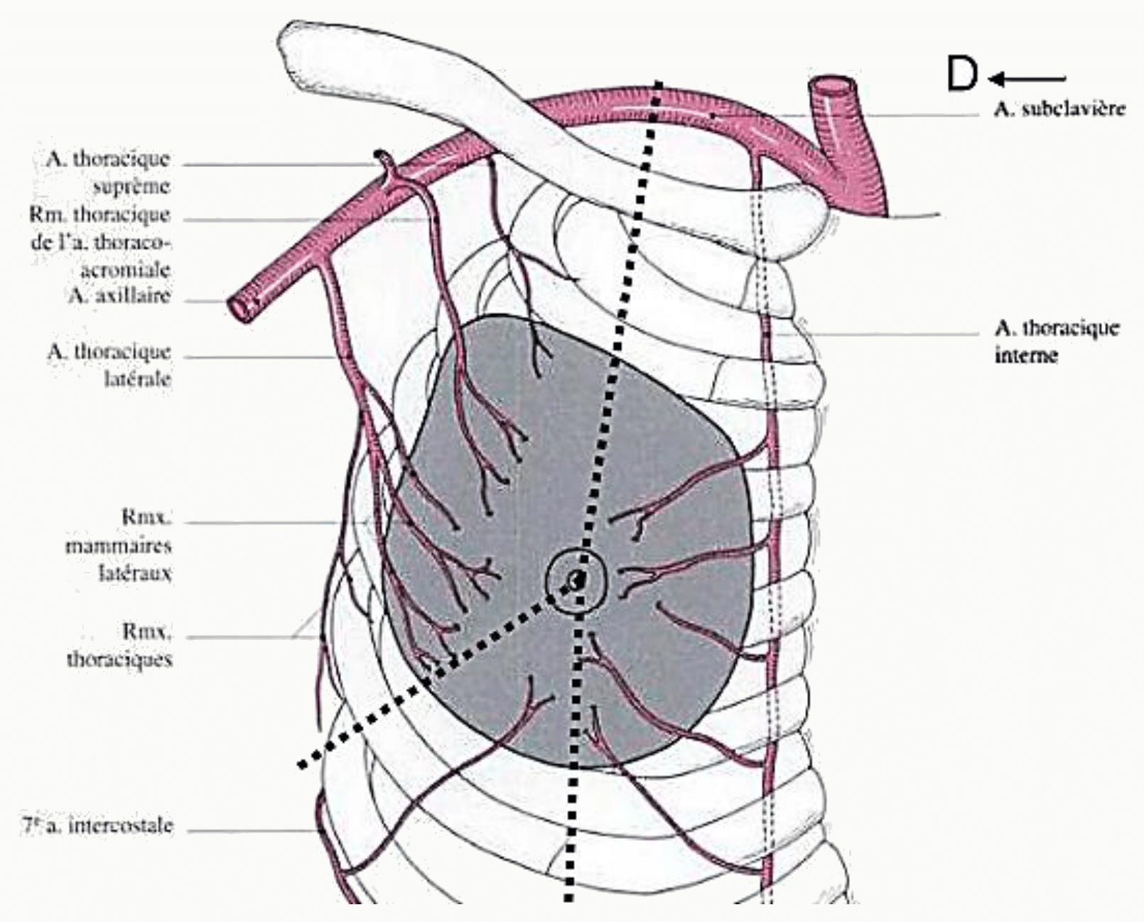 Vascularisation artérielle du sein par les artères thoracique interne, thoracique latérale et intercostales
