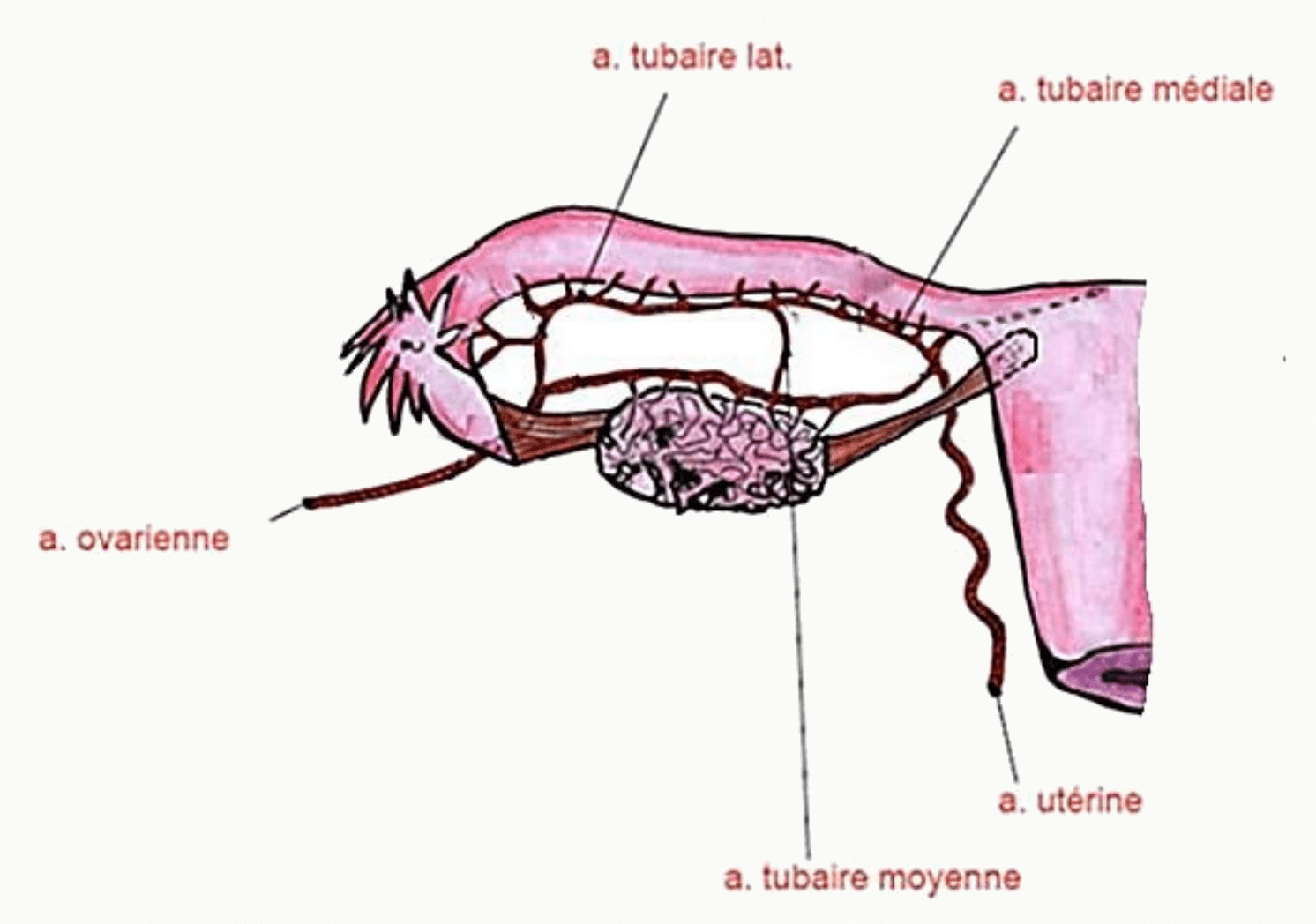 Vascularisation de la trompe par les artères tubaires latérale, moyenne et médiale et l'artère ovarienne