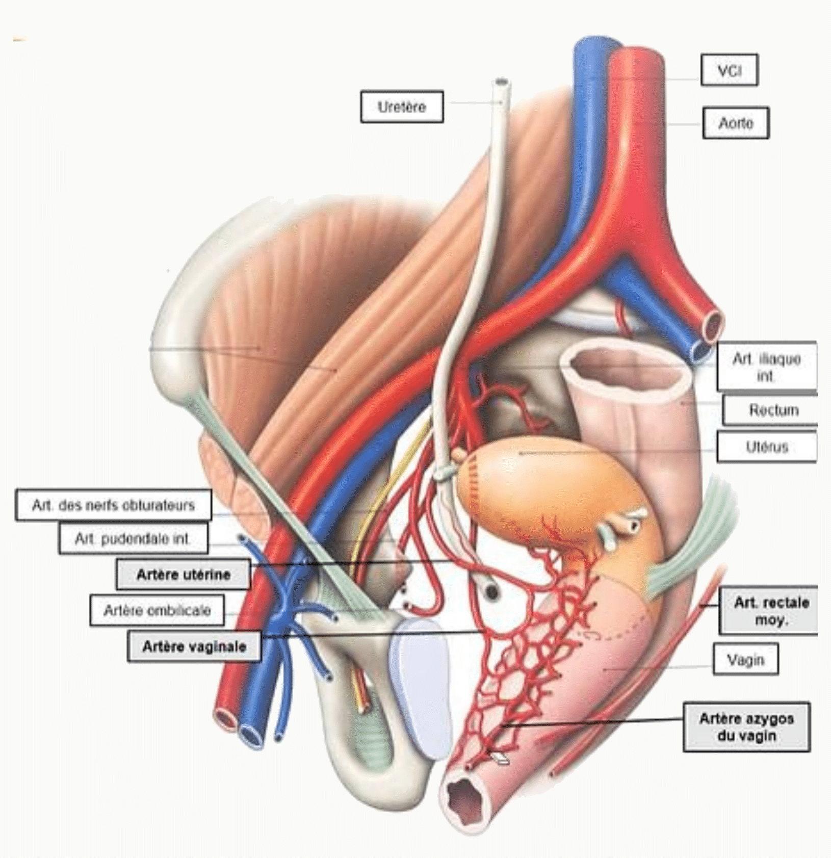 Vascularisation du vagin par les artères vaginale, vésicale inférieure, utérine et rectale moyenne