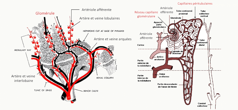 Double planche : vascularisation intrarénale (artères et veines lobulaires, arquées, interlobaires, artériole afférente) et zoom sur le glomérule avec le réseau capillaire glomérulaire alimentant les capillaires péritubulaires qui entourent le tube proximal
