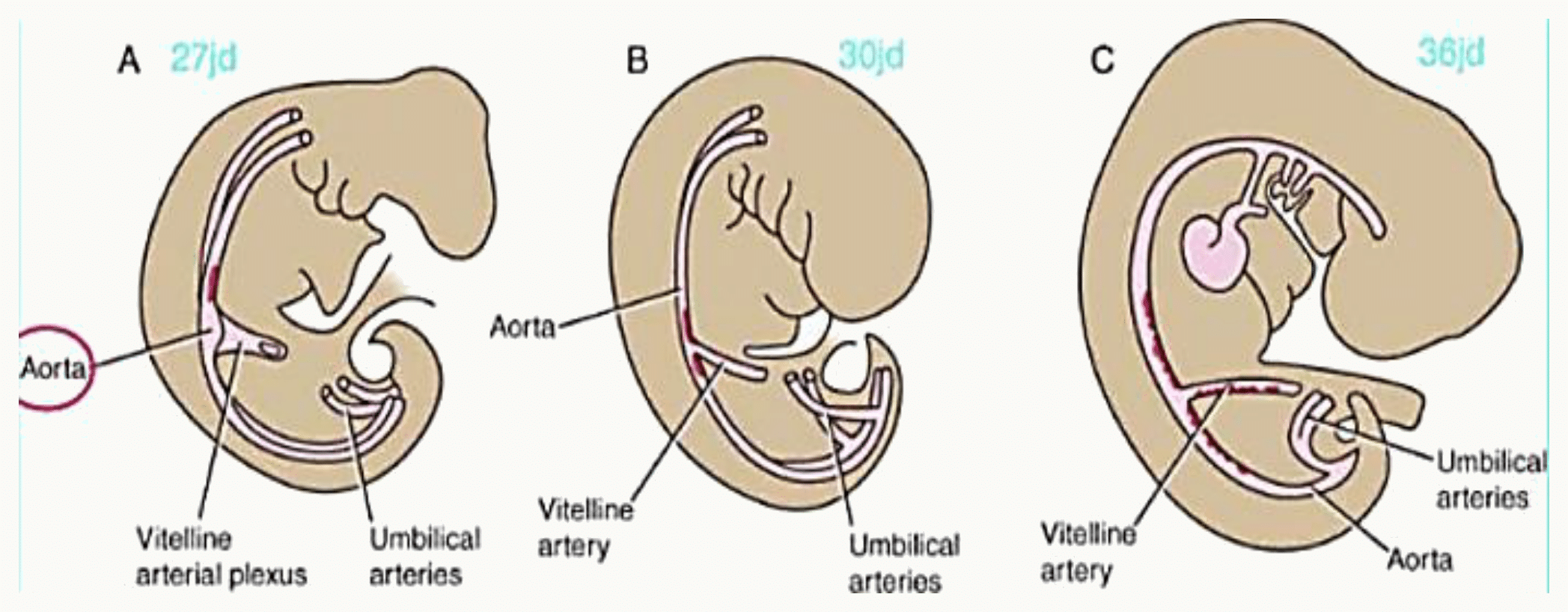 Vasculogenèse et évolution des vaisseaux ombilicaux