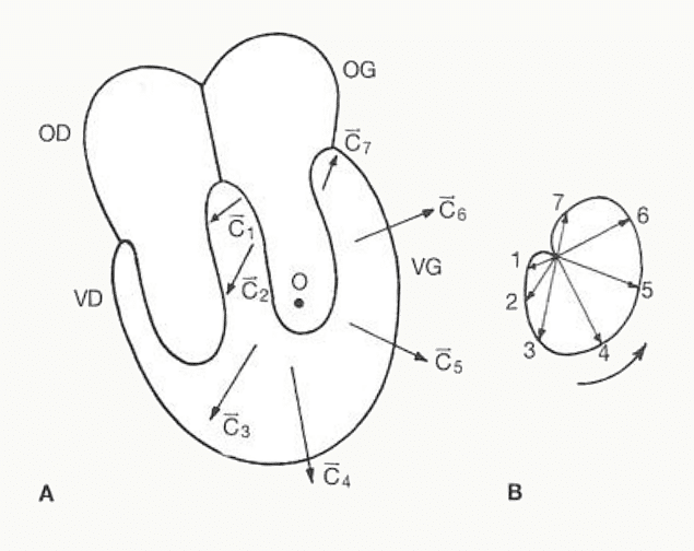 Vectocardiogramme dans les plans frontal, horizontal et sagittal, avec la boucle QRS.