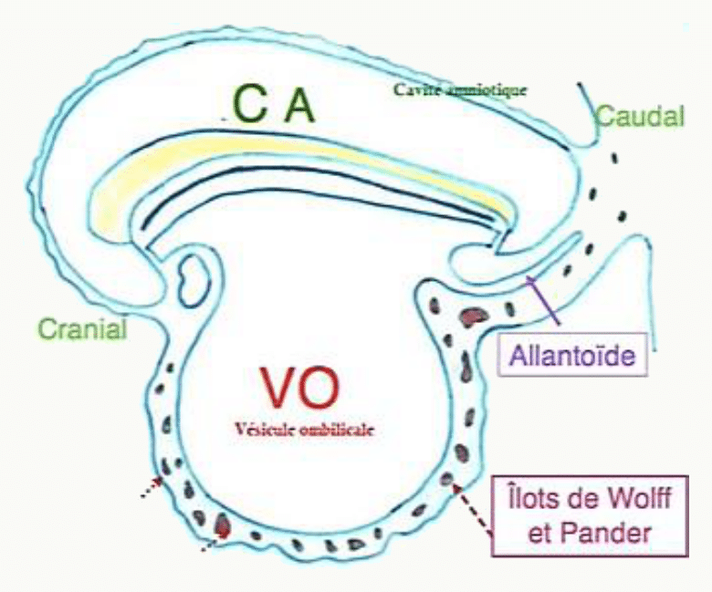 Vésicule ombilicale, allantoïde et îlots de Wolff et Pander, deuxième réseau hématopoïétique