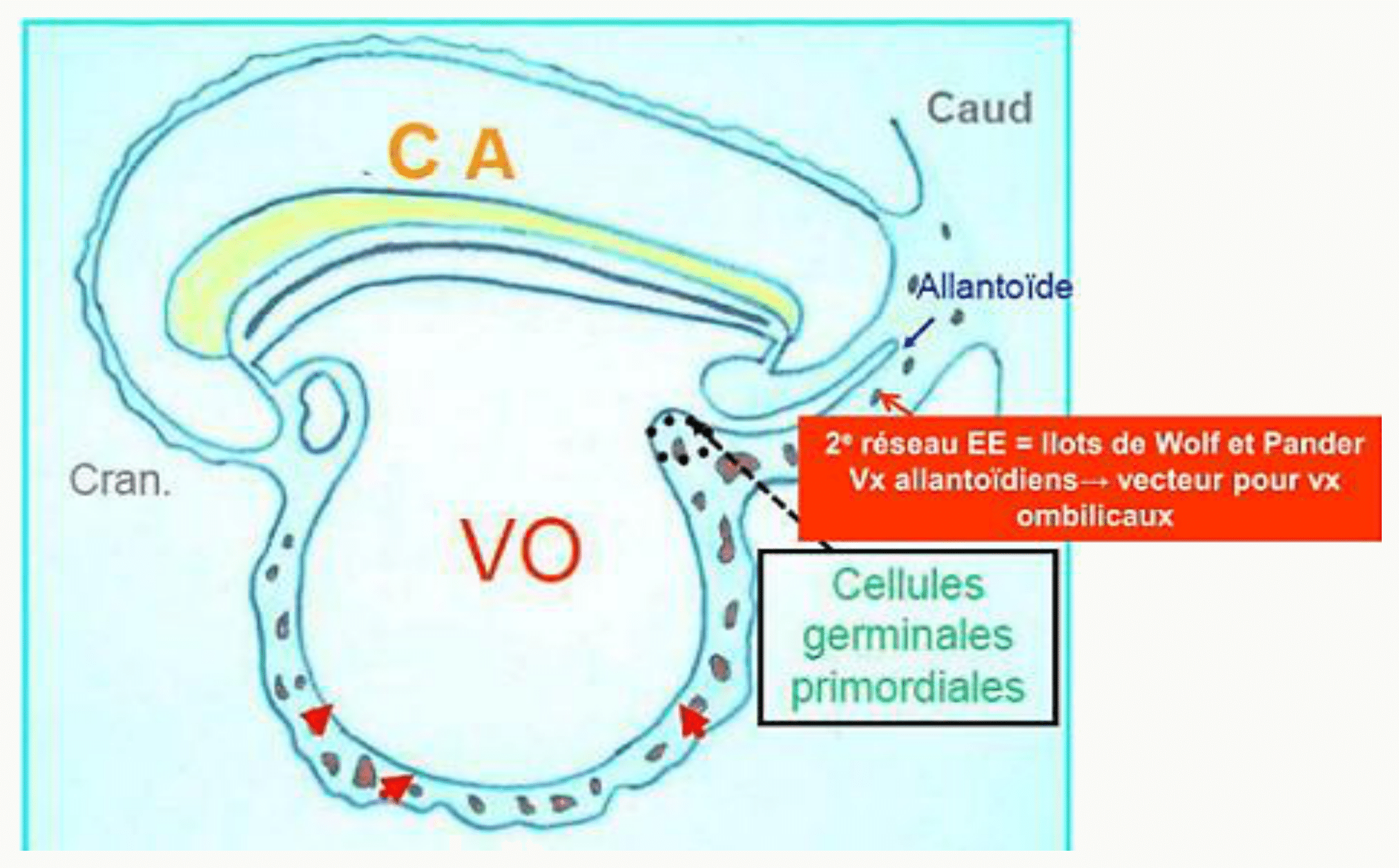 La vésicule ombilicale et l'allantoïde reliées à l'embryon