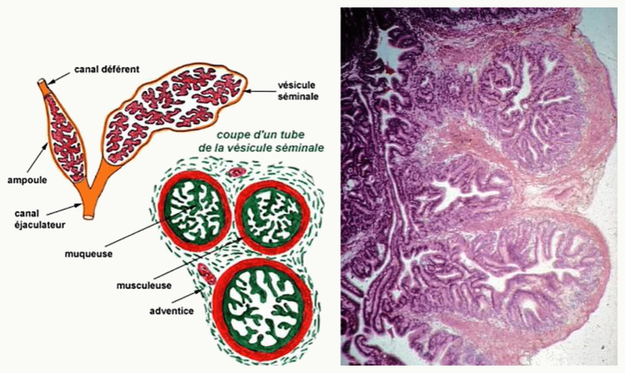 Vésicule séminale (histologie)