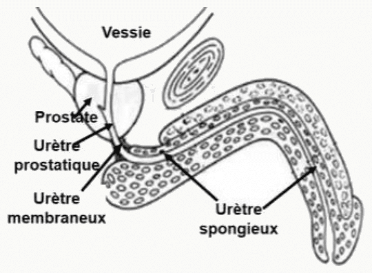 Vessie, prostate et portions de l'urètre masculin