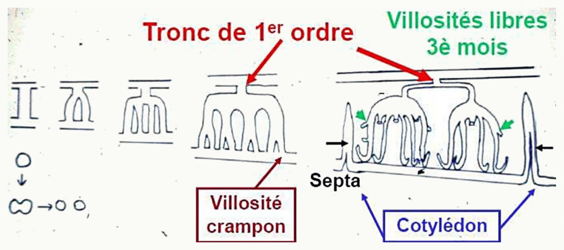 Villosités libres, septa et cotylédons