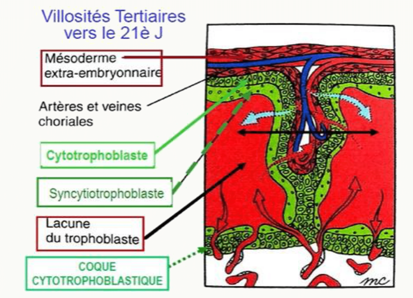 Villosité tertiaire au 21e jour : axe de mésoderme parcouru par les vaisseaux choriaux, cytotrophoblaste, syncytiotrophoblaste et coque cytotrophoblastique