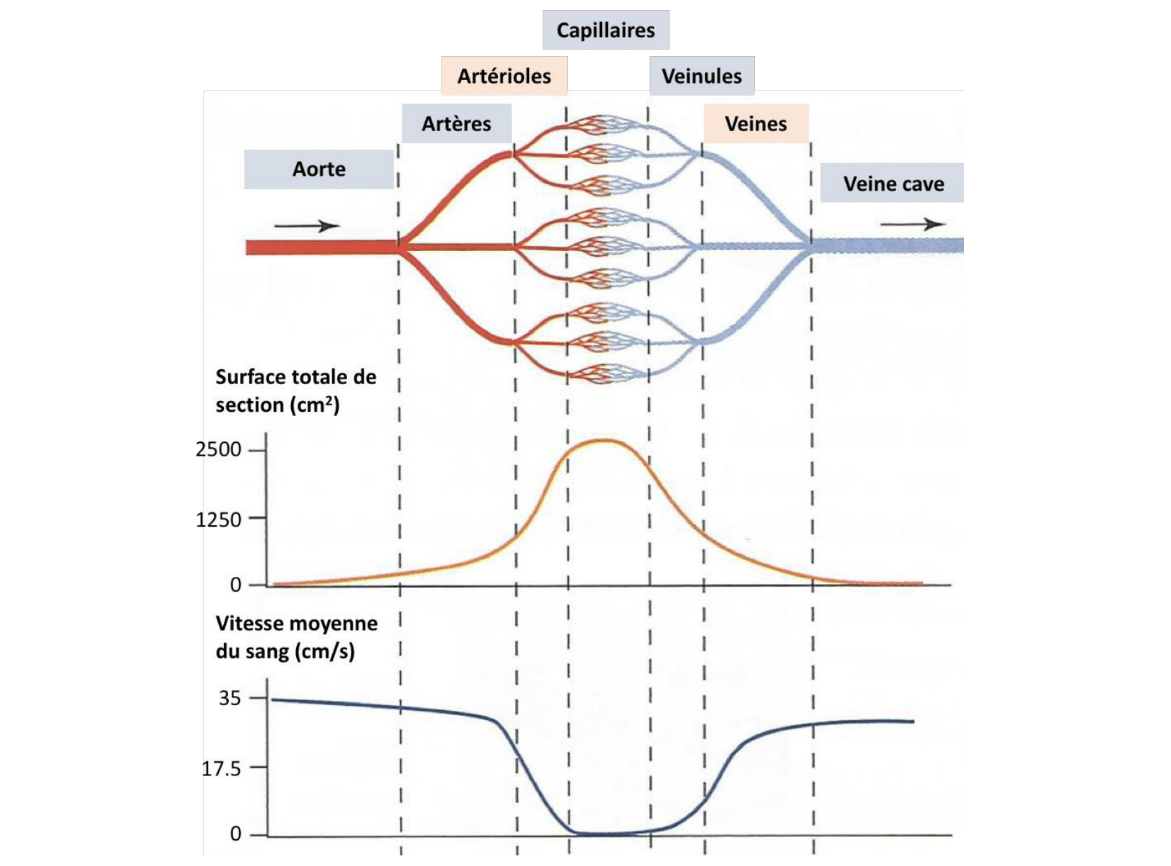 Graphiques superposés de la surface de section totale (cm²) et de la vitesse moyenne du sang (cm/s) en fonction des segments vasculaires, montrant l'inverse entre les deux variables.