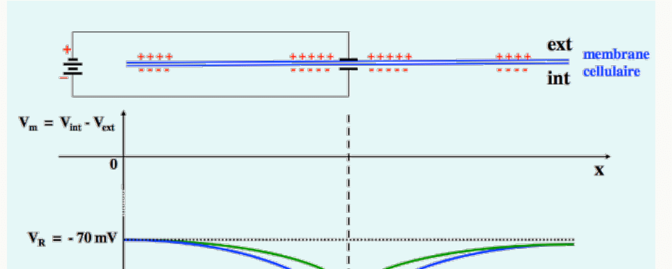 Courbe V_m en fonction du temps montrant une hyperpolarisation transitoire suivie du retour au potentiel de repos.