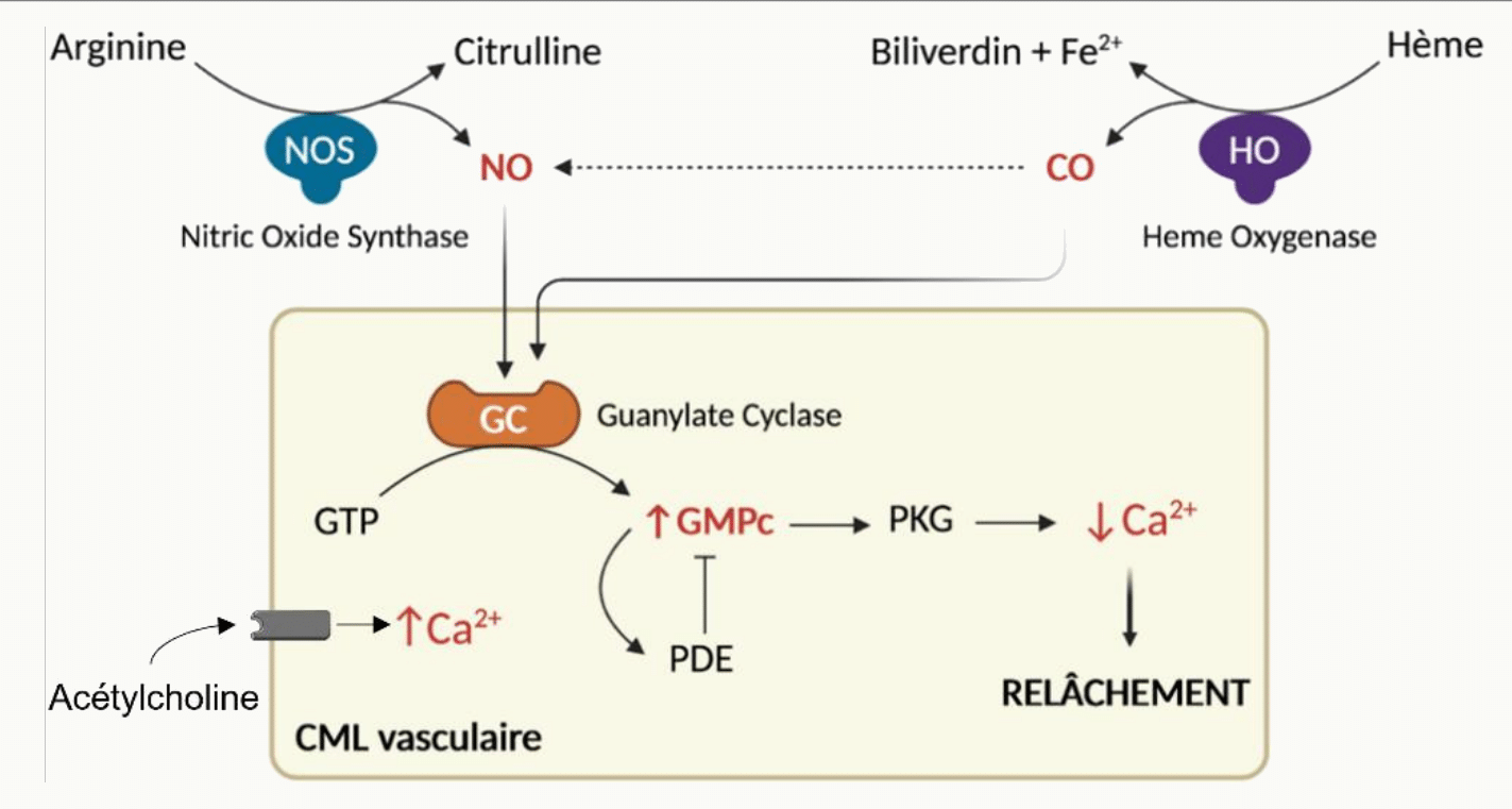 Schéma biochimique de la voie du monoxyde d'azote NO dans la cellule musculaire lisse vasculaire : la NO synthase (NOS) convertit l'arginine en citrulline + NO à partir d'un signal calcique (↑Ca²⁺ post-acétylcholine) ; le NO active la guanylate cyclase (GC) qui produit du GMPc à partir de GTP, activant la protéine kinase PKG qui diminue le Ca²⁺ intracellulaire et provoque le relâchement ; l'hème oxygénase (HO) produit également du CO qui suit une voie parallèle.