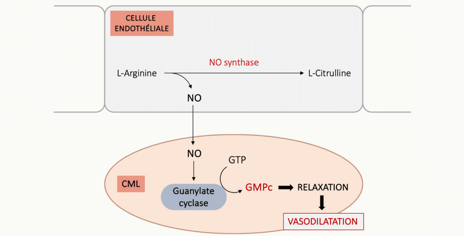 Schéma de la cellule endothéliale synthétisant le NO via la NO synthase à partir de L-arginine, puis du NO activant la guanylate cyclase dans la CML pour produire du GMPc et induire une relaxation (vasodilatation).